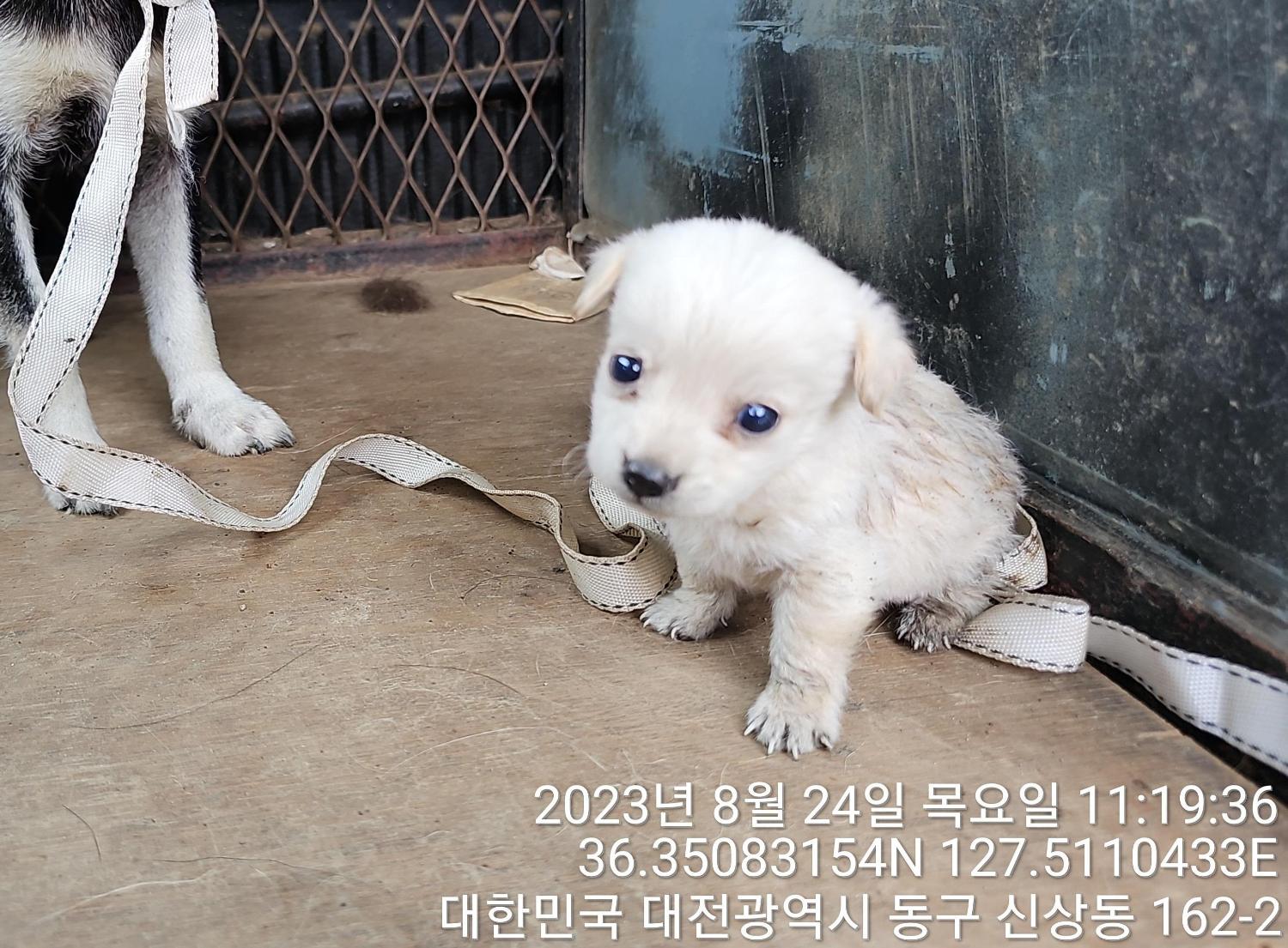 대전동물보호센터_430364202300291